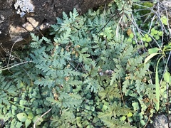 Myriopteris wrightii