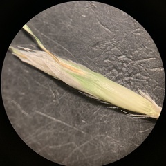 Danthonia intermedia