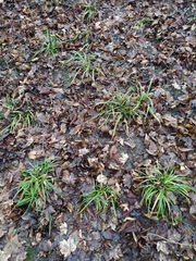 Carex sylvatica