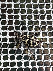 Astylus atromaculatus