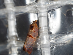 Glyphidoptera insignana