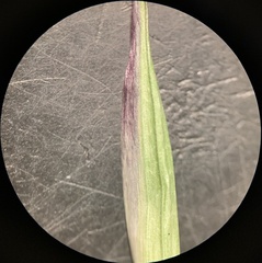 Danthonia intermedia