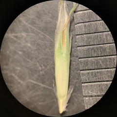 Danthonia intermedia