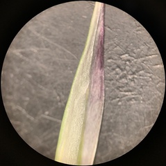 Danthonia intermedia