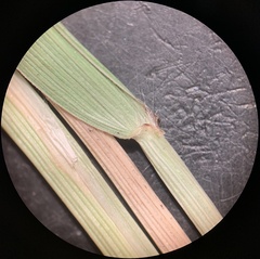 Danthonia intermedia