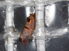 Glyphidoptera insignana