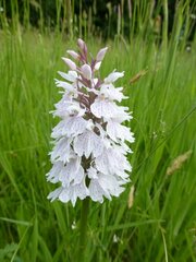 Dactylorhiza maculata