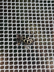 Astylus atromaculatus