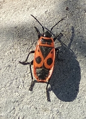Pyrrhocoris apterus