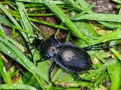 Carabus amplipennis