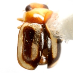 Hyperaspidius comparatus