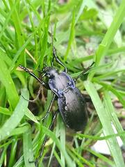 Carabus amplipennis
