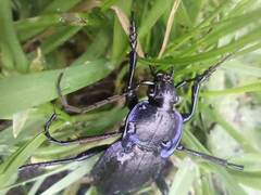 Carabus amplipennis
