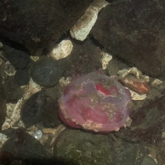 Urticina clandestina