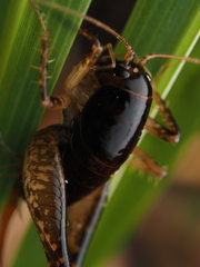Hemiandrus nox