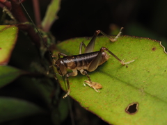 Hemiandrus pallitarsis
