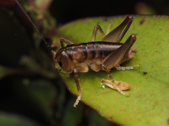 Hemiandrus pallitarsis