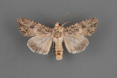 Anarta mutata
