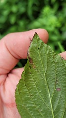 Stigmella rhamnicola