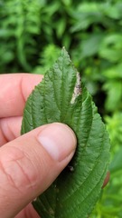 Stigmella rhamnicola