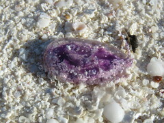 Pelagia noctiluca