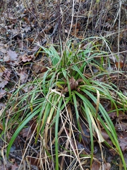 Carex sylvatica