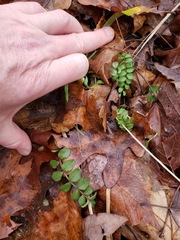Polemonium reptans