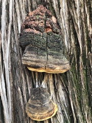 Pyrofomes juniperinus