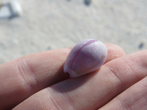 Cypraea observed 2023-01-15