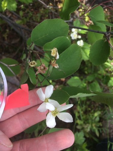 beautiful serviceberry (Amelanchier amabilis)