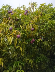 Mangifera indica