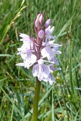 Dactylorhiza maculata ericetorum