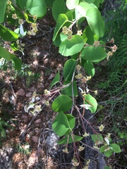 Amelanchier amabilis