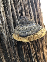 Pyrofomes juniperinus