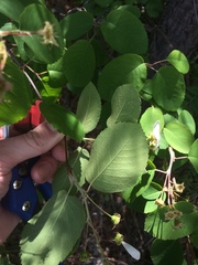 Amelanchier amabilis