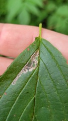 Stigmella rhamnicola