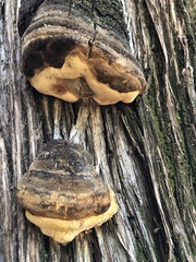 Pyrofomes juniperinus