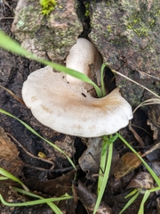 Clitocybe semiocculta