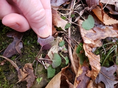 Ranunculus abortivus