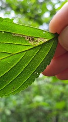 Stigmella rhamnicola