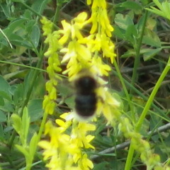 Bombus occidentalis