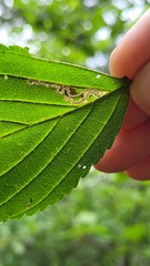 Stigmella rhamnicola