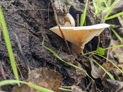 Clitocybe semiocculta