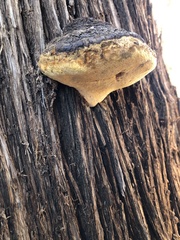 Pyrofomes juniperinus