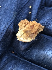 Pyrofomes juniperinus