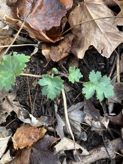 Hydrophyllum appendiculatum