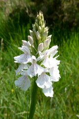 Dactylorhiza maculata ericetorum