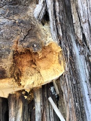Pyrofomes juniperinus