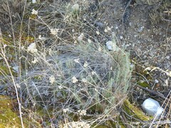 Helichrysum italicum