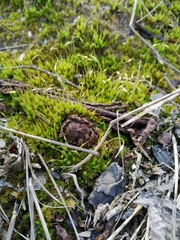 Funaria hygrometrica